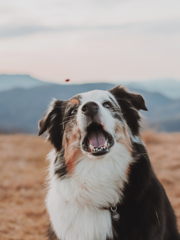 paws-up-philosophie-600x800-V2