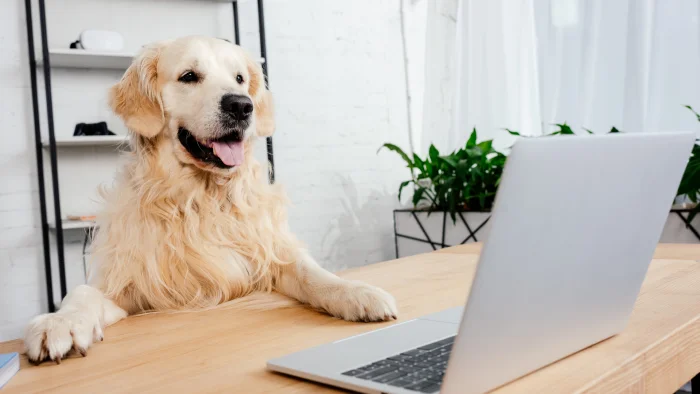 un_chien_guide_golden_est_devant_un_ordi-700x394